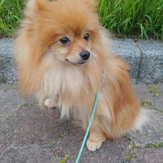 ポメラニアン　10ヶ月の男の子