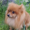 ポメラニアン　10ヶ月の男の子 サムネイル2