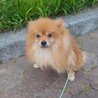 ポメラニアン　10ヶ月の男の子 サムネイル4
