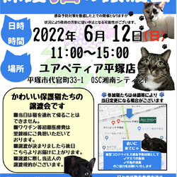 保護猫の譲渡会