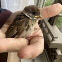 スズメの雛を保護して頂ける方募集中