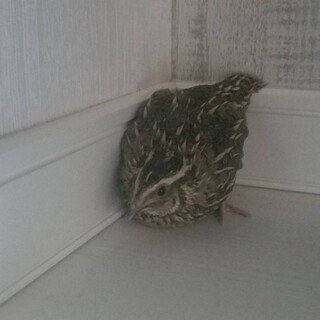 並ウズラ！性別はオスです！