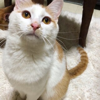 手足むくむく男の子