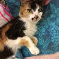 【三毛猫】フラッと訪れた子猫ちゃん