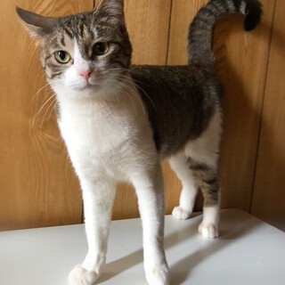 丸顔鼻ピンクキジ白女の子☆お嬢さん