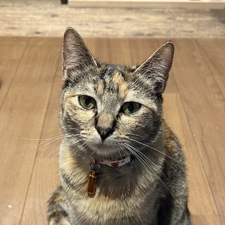 麦わら柄の、いちごちゃん