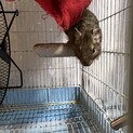 デグー　オス　ノーマル