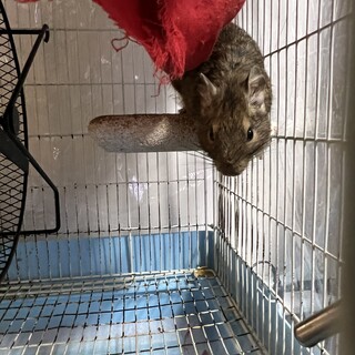 デグー　オス　ノーマル