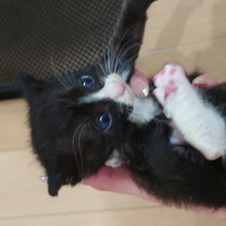 よちよち赤ちゃん猫1