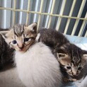 子猫3匹