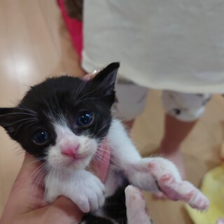 よちよち赤ちゃん猫2