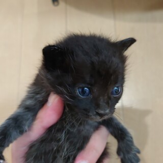 よちよち赤ちゃん猫3