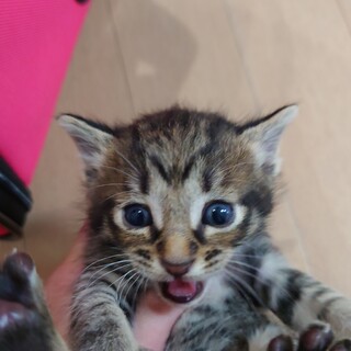 よちよち赤ちゃん猫4