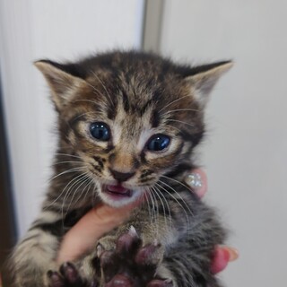 よちよち赤ちゃん猫5