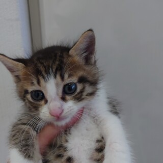 元気いっぱい子猫