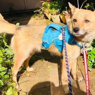 少し怖がり、可愛いお母さん犬茶々