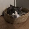 catloafmollyさん