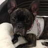 フレンチブルドッグのエリちゃん♀４才 サムネイル3