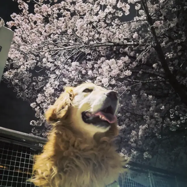 サモアのカバー写真