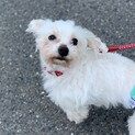 マルチーズ『ゆり』５才とっても甘えん坊♀️