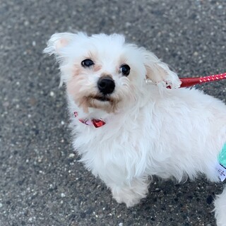 マルチーズ『ゆり』５才とっても甘えん坊♀️