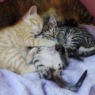 生後1か月の可愛い４兄弟