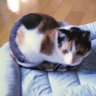 緊急　三毛おかっぱちゃん（病気入院により飼育困難）