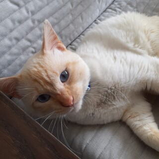 まるで赤ちゃん「あんみつ君」ずっとおうち募集中