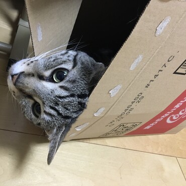 どこにいるのかと探していたら、ひょこっと顔出し。かわいい♡