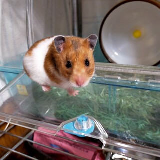 姉妹ハムちゃん