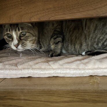 ソファ下生活半年♡あたしにはストレスフリーな生活よ〜ん♫