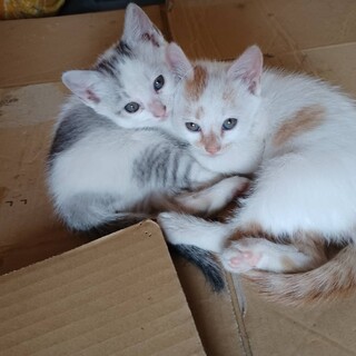 可愛い仔猫２匹お譲りします????