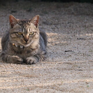 甘えん坊で遊ぶの大好きな子猫(コテツ)