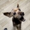 プーさん⭐️人懐っこい男の子 サムネイル2