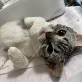 1歳マンキカンの妹です