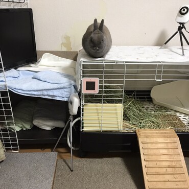 ケージの中じゃなく上にいます