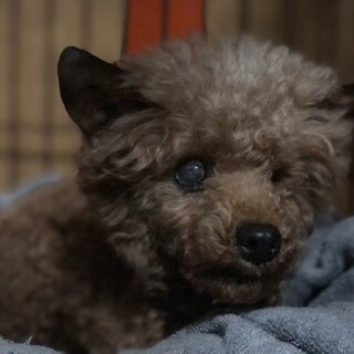 全盲犬ですが甘ったれなトイプードル７歳位♀