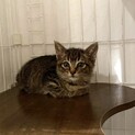 5/6に保護したばかりの生後2ヶ月の可愛い男の子♪