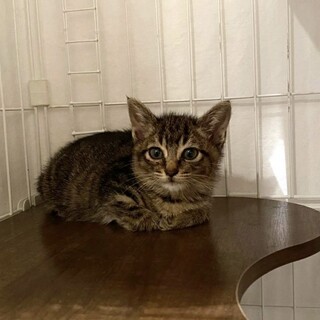 5/6に保護したばかりの生後2ヶ月の可愛い男の子♪