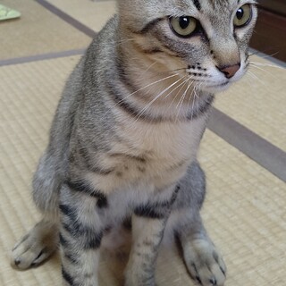 わんぱく　勤ちゃんの里親さん募集