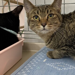 4歳4ヶ月　キジ猫　ぽっちゃり　クイちゃん