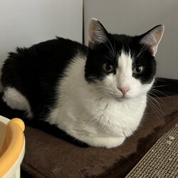 保護猫の譲渡会in横浜 サムネイル2