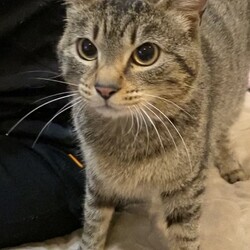 保護猫の譲渡会in横浜 サムネイル3