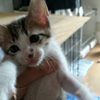 仔猫１ヶ月！甘えん坊 しーくん