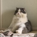 miaomiao オス