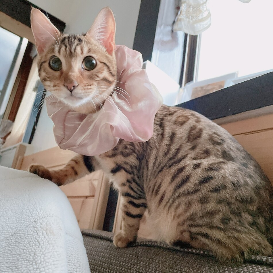 中澗百花のカバー写真