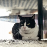 あんこ