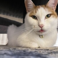 きなこ
