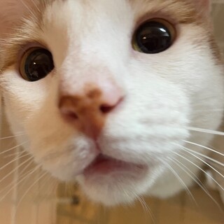 ちくわ君！多頭飼育崩壊から救出されたイケメン男子