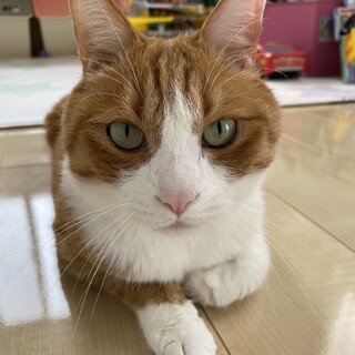 茶トラの7歳♂去勢してます。